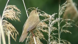 Image result for Locustella fluviatilis