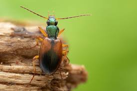 Attēlu rezultāti vaicājumam “Anchomenus dorsalis”