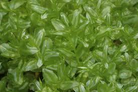 Attēlu rezultāti vaicājumam “Plagiomnium elatum”