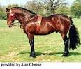Breeds of Livestock - Cleveland Bay Horse
