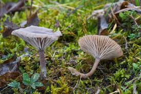 Attēlu rezultāti vaicājumam “Arrhenia spatulata”