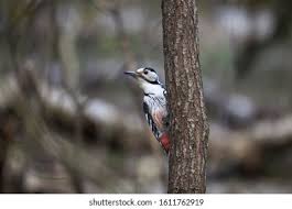 Attēlu rezultāti vaicājumam “Dendrocopos leucotos”