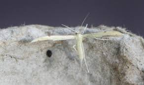 Attēlu rezultāti vaicājumam “Adaina microdactyla”