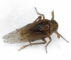 Attēlu rezultāti vaicājumam “Javesella pellucida”