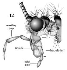 Attēlu rezultāti vaicājumam “Trichoptera”
