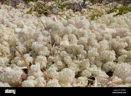 Attēlu rezultāti vaicājumam “Cladonia stellaris”