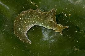 Attēlu rezultāti vaicājumam “Sphacelotheca hydropiperis”