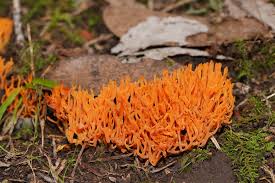 Attēlu rezultāti vaicājumam “Ramariopsis crocea”