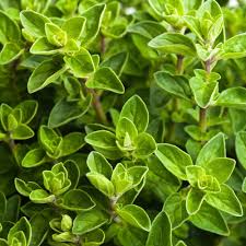 Image result for Oregano