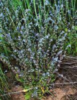 Attēlu rezultāti vaicājumam “Myosotis micrantha”