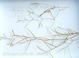 Attēlu rezultāti vaicājumam “Potamogeton trichoides leaf”