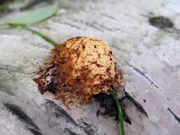 Attēlu rezultāti vaicājumam “Fuligo septica var. flava”