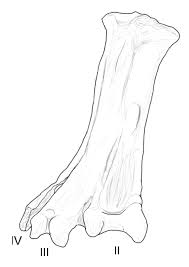 Attēlu rezultāti vaicājumam “Lycogala convexum young”