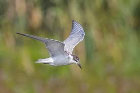 Attēlu rezultāti vaicājumam “Chlidonias hybrida”