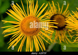 Attēlu rezultāti vaicājumam “Inula salicina flower”