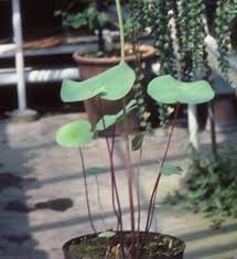 Attēlu rezultāti vaicājumam “Utricularia x neglecta leaf”