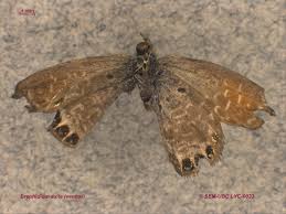 Attēlu rezultāti vaicājumam “Lycaeniinae”