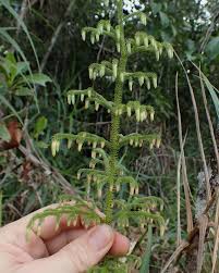 Attēlu rezultāti vaicājumam “Sclerophora pallida”