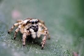 Attēlu rezultāti vaicājumam “Salticus scenicus”