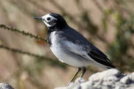 Attēlu rezultāti vaicājumam “Motacillidae”