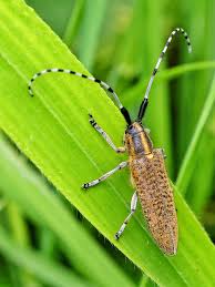 Attēlu rezultāti vaicājumam “Agapanthia villosoviridescens”