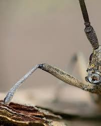 Attēlu rezultāti vaicājumam “Monochamus galloprovincialis”