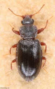 Attēlu rezultāti vaicājumam “Latridiidae”