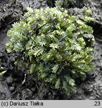 Attēlu rezultāti vaicājumam “Fissidens taxifolius”