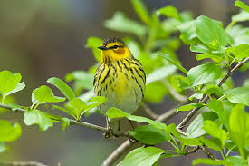 Image result for Dendroica tigrina