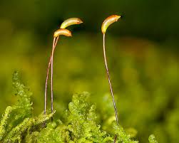 Attēlu rezultāti vaicājumam “Palustriella”