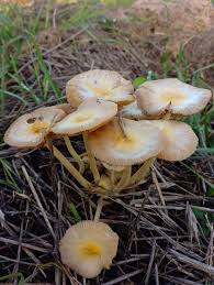 Attēlu rezultāti vaicājumam “Bolbitius vitellinus”