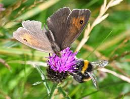 Attēlu rezultāti vaicājumam “Maniola jurtina male”