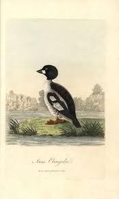 Attēlu rezultāti vaicājumam “Bucephala clangula”