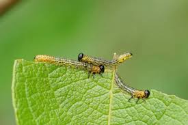 Attēlu rezultāti vaicājumam “Tenthredo scrophulariae larva”