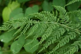 Attēlu rezultāti vaicājumam “Dryopteris dilatata”