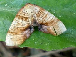 Attēlu rezultāti vaicājumam “Plagodis dolabraria”