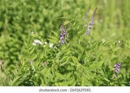 Attēlu rezultāti vaicājumam “Galega orientalis bud”