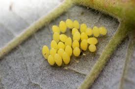 Attēlu rezultāti vaicājumam “Adalia bipunctata larva”