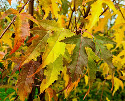 Attēlu rezultāti vaicājumam “Acer tataricum subsp. ginnala leaf”