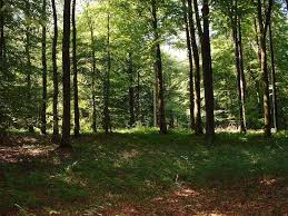 Attēlu rezultāti vaicājumam “Ena montana”