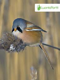 Attēlu rezultāti vaicājumam “Panurus biarmicus female”