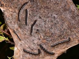 Attēlu rezultāti vaicājumam “Eriogaster lanestris larva”