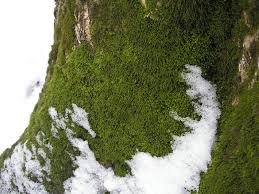 Attēlu rezultāti vaicājumam “Anomodon longifolius”