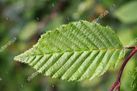 Attēlu rezultāti vaicājumam “Carpinus betulus leaf”
