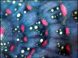 Attēlu rezultāti vaicājumam “Atriplex littoralis”