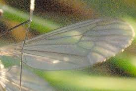 Attēlu rezultāti vaicājumam “Trichocera regelationis”