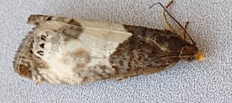 Attēlu rezultāti vaicājumam “Notocelia roborana”