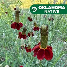 Image result for Ratibida columnifera