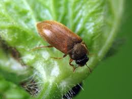 Attēlu rezultāti vaicājumam “Byturus tomentosus”