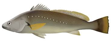 Image result for Argyrosomus japonicus